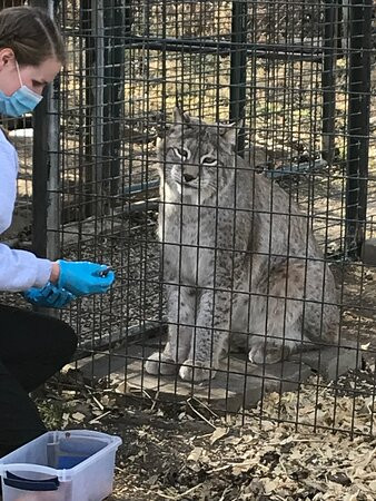 Cedar Cove Feline Conservatory & Education Center-Louisburg必去景点