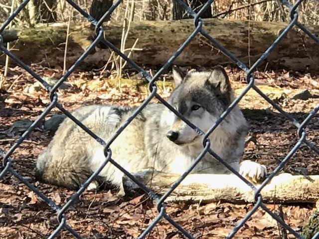 Lakota Wolf Preserve景点图片