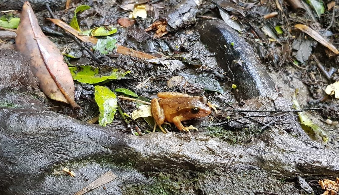 Parque Oncol-瓦尔迪维亚必去景点