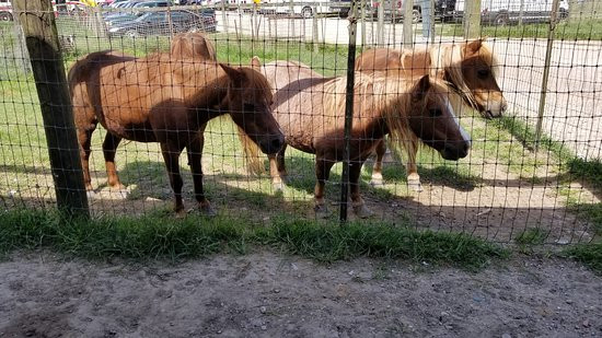 Bayou Wildlife Zoo-Alvin必去景点