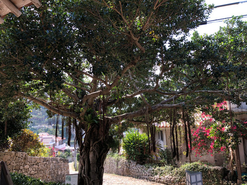 Kinjo Ookegawa-那霸市必去景点