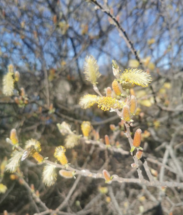 Ruta Senderismo Galapagar - San Lorenzo de El Escorial-Galapagar必去景点
