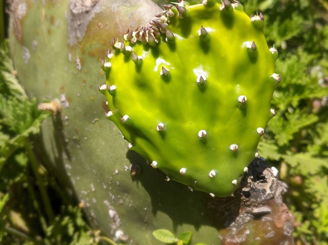 LocoMotion-托多斯桑托斯必去景点