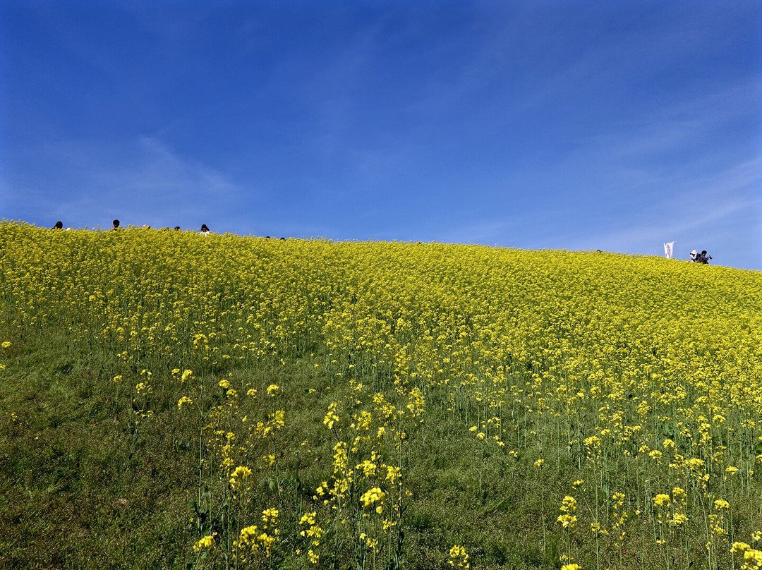 San no Kura Kogen Hanabatake景点图片