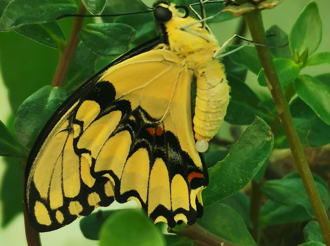 Mariposario Pequeña Doraz-Palmira必去景点