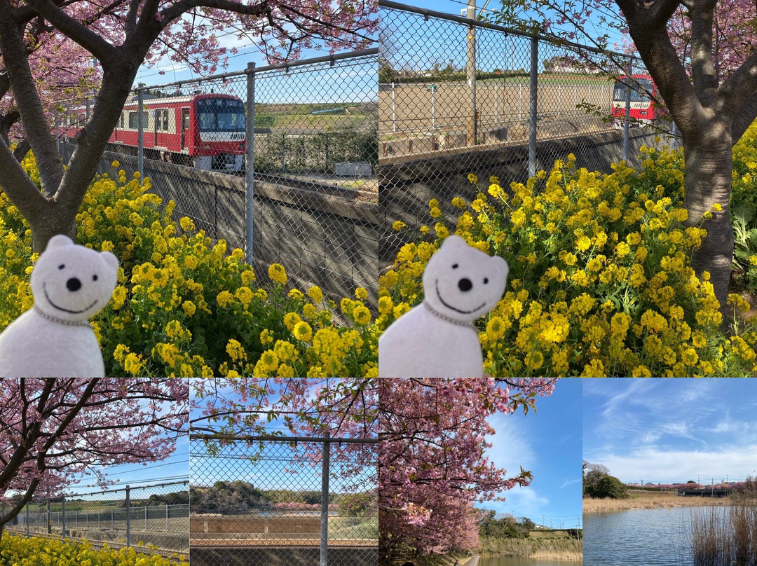 Komatsugaike Park-三浦市必去景点