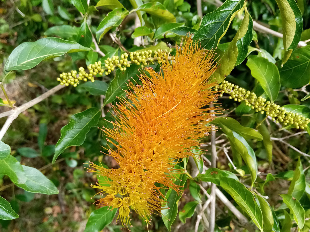 Nangapire Posada de Campo