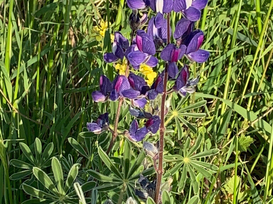 Elah Valley-Beit Shemesh必去景点