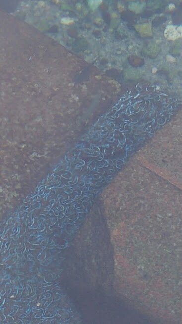 Kangal Balıklı Kaplıcası-Kangal必去景点