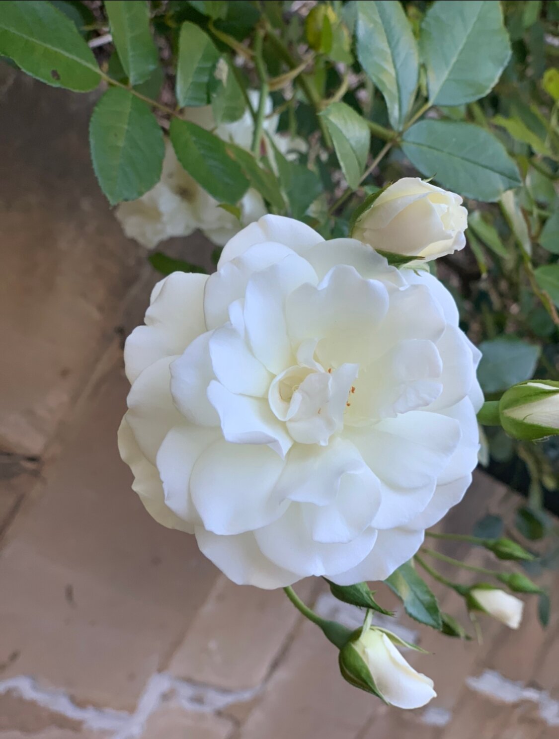 Eling Forest Estate-官方