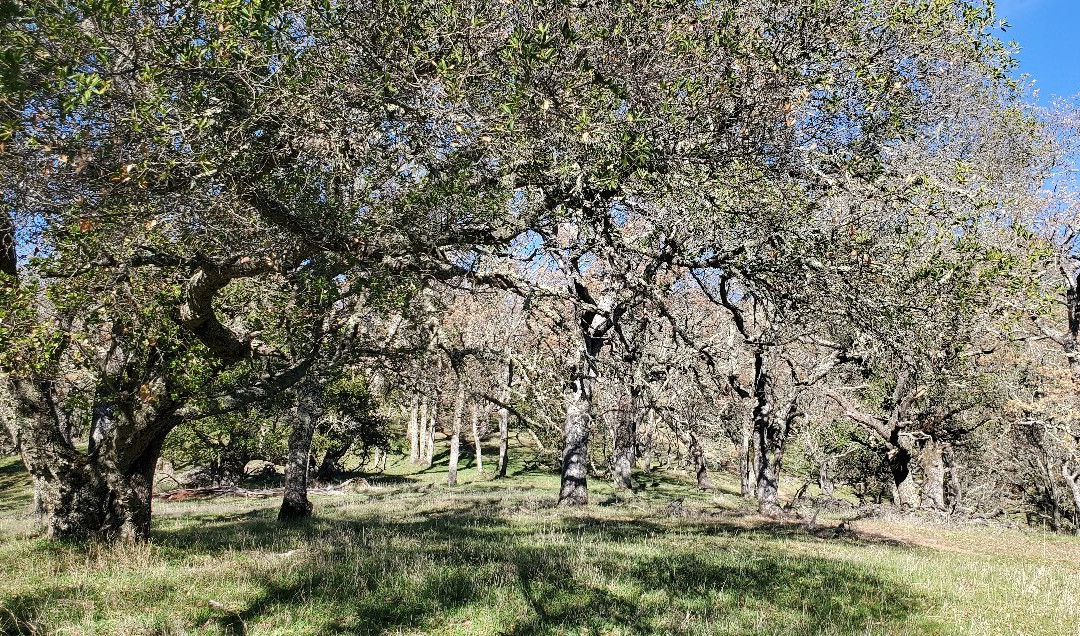 Pleasanton Ridge Regional Park-Sunol必去景点