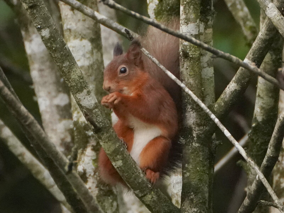 Argyll Beaver Centre-Lochgilphead必去景点