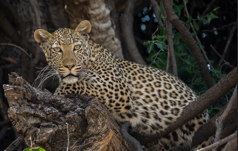 Great Nest Image Safaris Ltd-恩德培必去景点