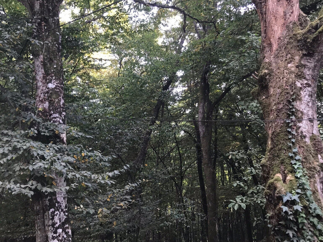 Belgrad Forest-伊斯坦布尔必去景点