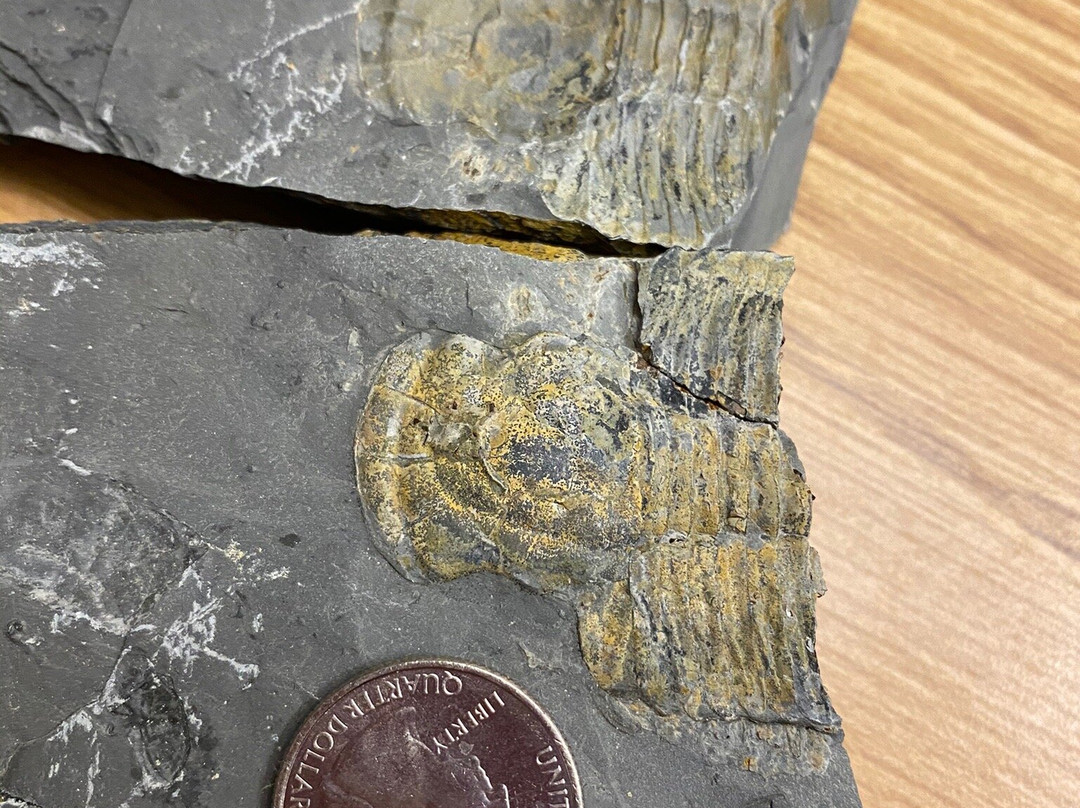 U-Dig Fossils景点图片
