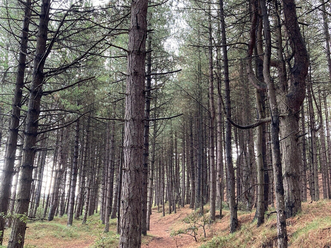 Holkham Bay景点图片