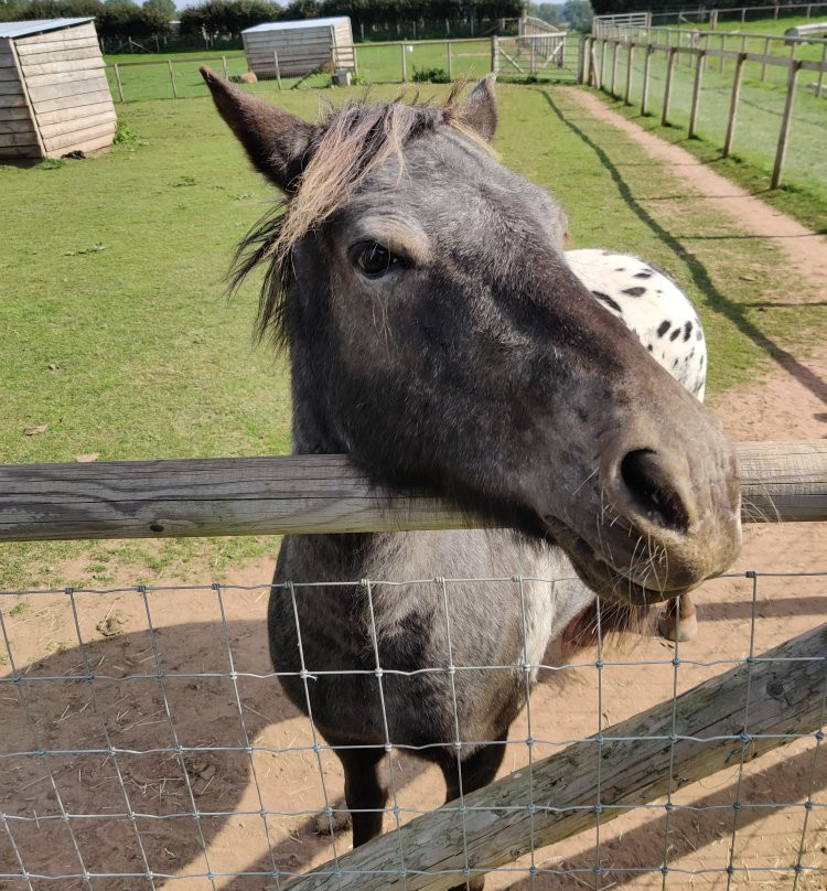 Scotty's Donkeys and Animal Park-Norton必去景点