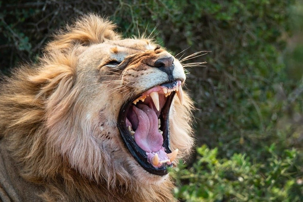 African Sightings Adventure Tours & Safaris景点图片
