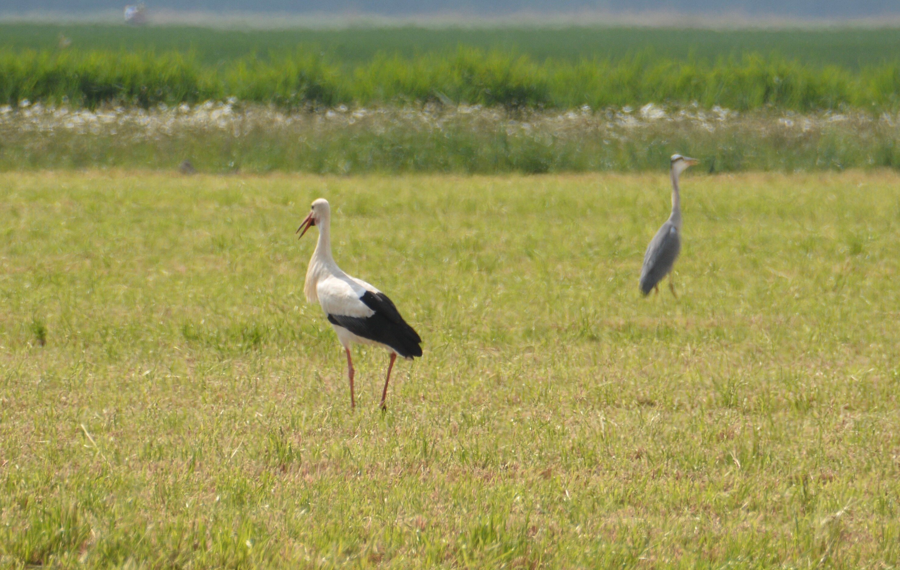 De Rietreiger-酒店景观