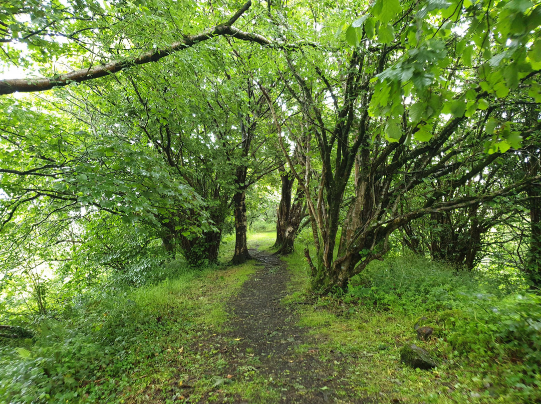 Clements' Wood景点图片