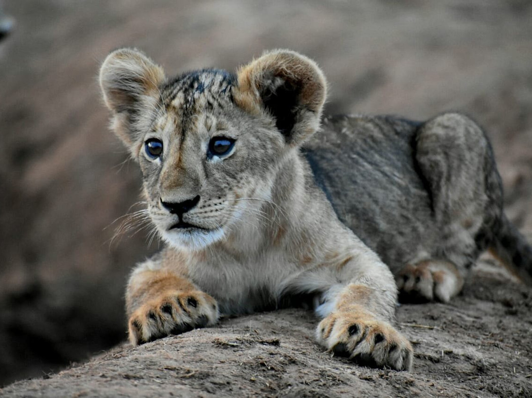 African Guide-瓦塔木必去景点