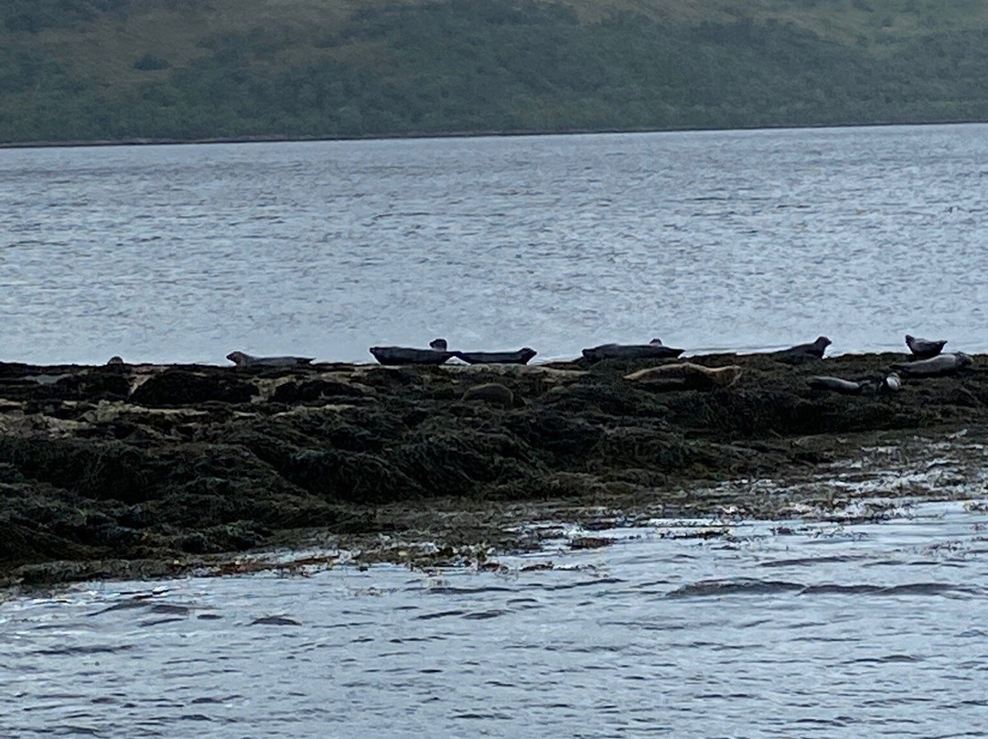 Crannog Cruises景点图片