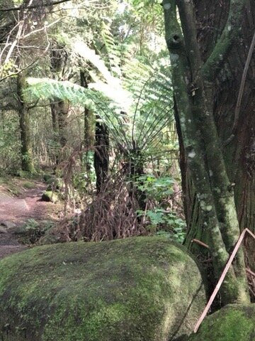 Wairere Falls Track-Okauia必去景点
