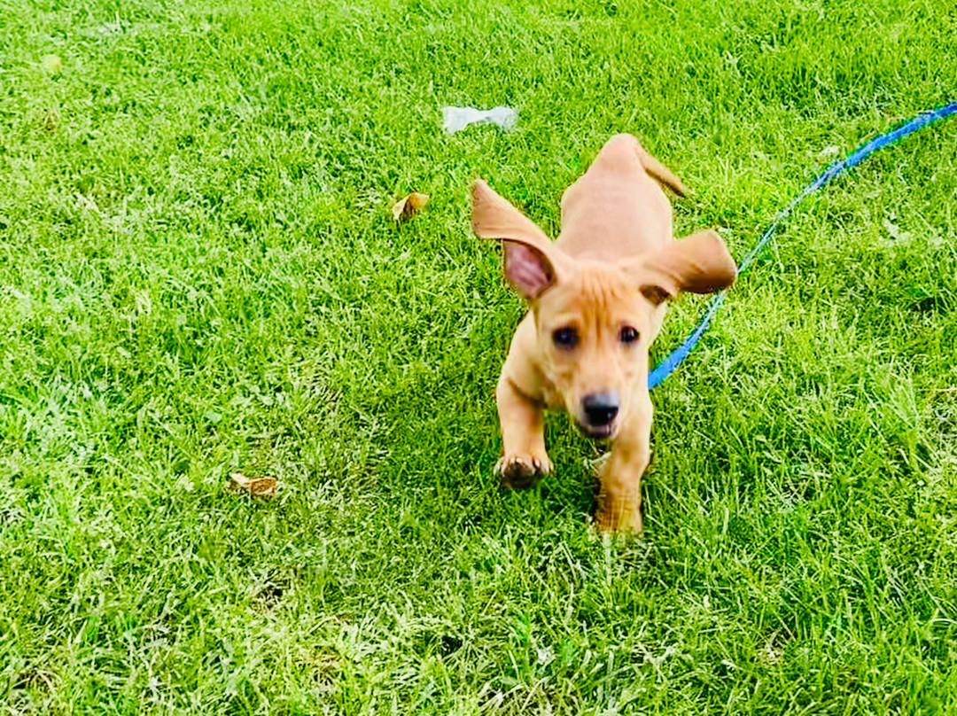 Bishop Dog Park-毕晓普必去景点