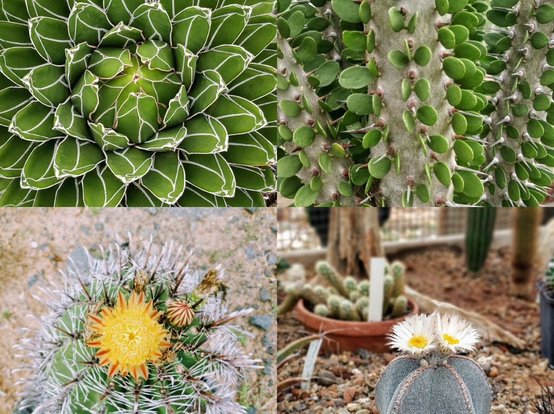 Auroville Botanical Gardens景点图片