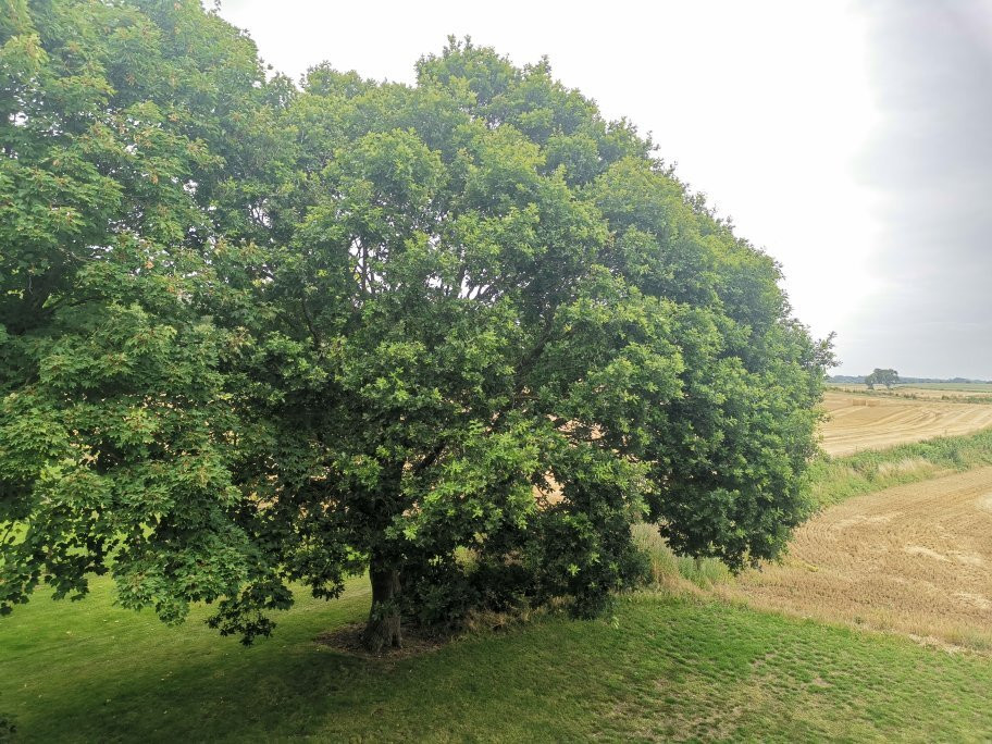 Fjelsted Skov Hotel & Konference主图