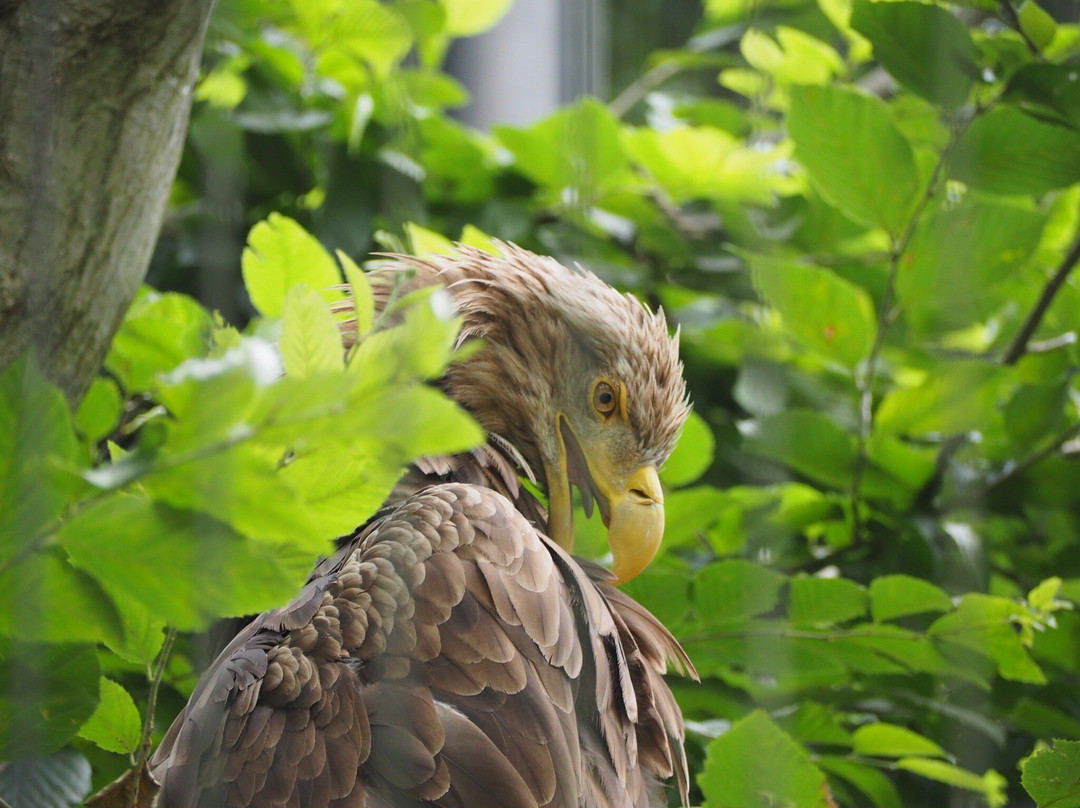 Chiba Zoological Park-千叶市必去景点
