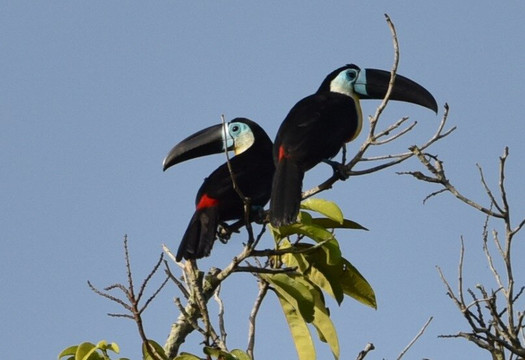 Avifauna Tours-西班牙港必去景点