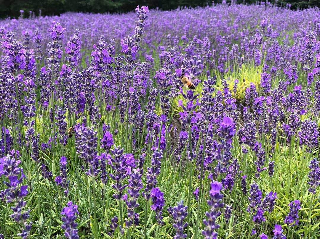 Sacred Mountain Lavender Farm景点图片