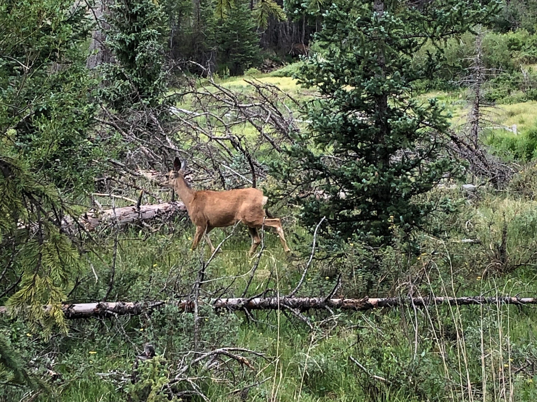 Bachelor Loop-Creede必去景点