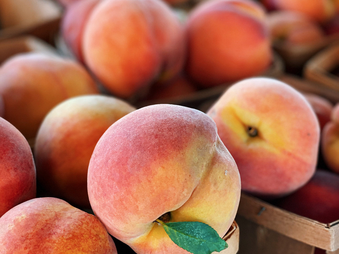 Dallas Farmers Market-达拉斯必去景点