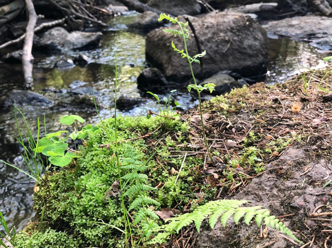 Pasolanvuori Nature Trail-Asikkala必去景点