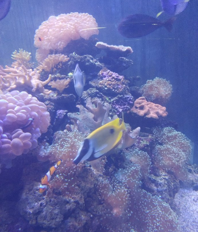 Bangsaen Institute of Marine Science, Burapha University-春武里必去景点