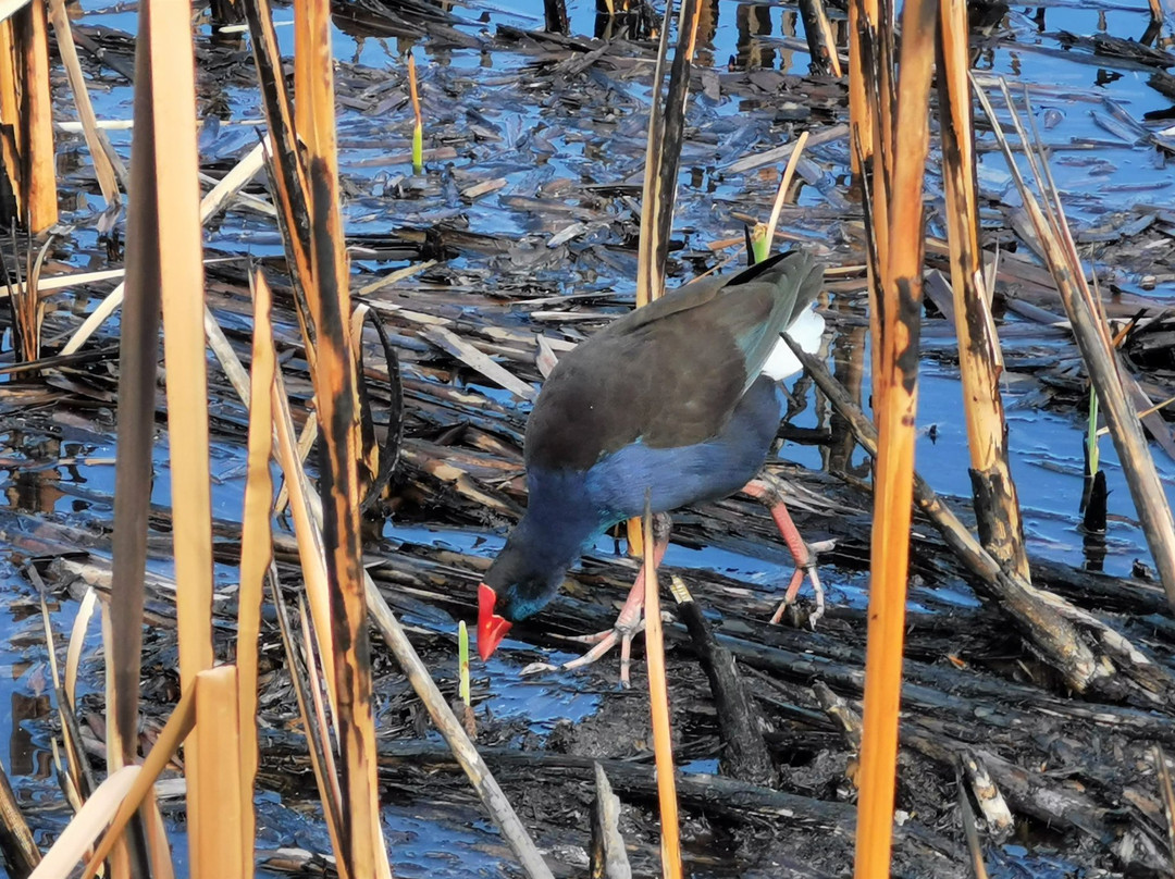 Big Swamp Walk-班伯利必去景点