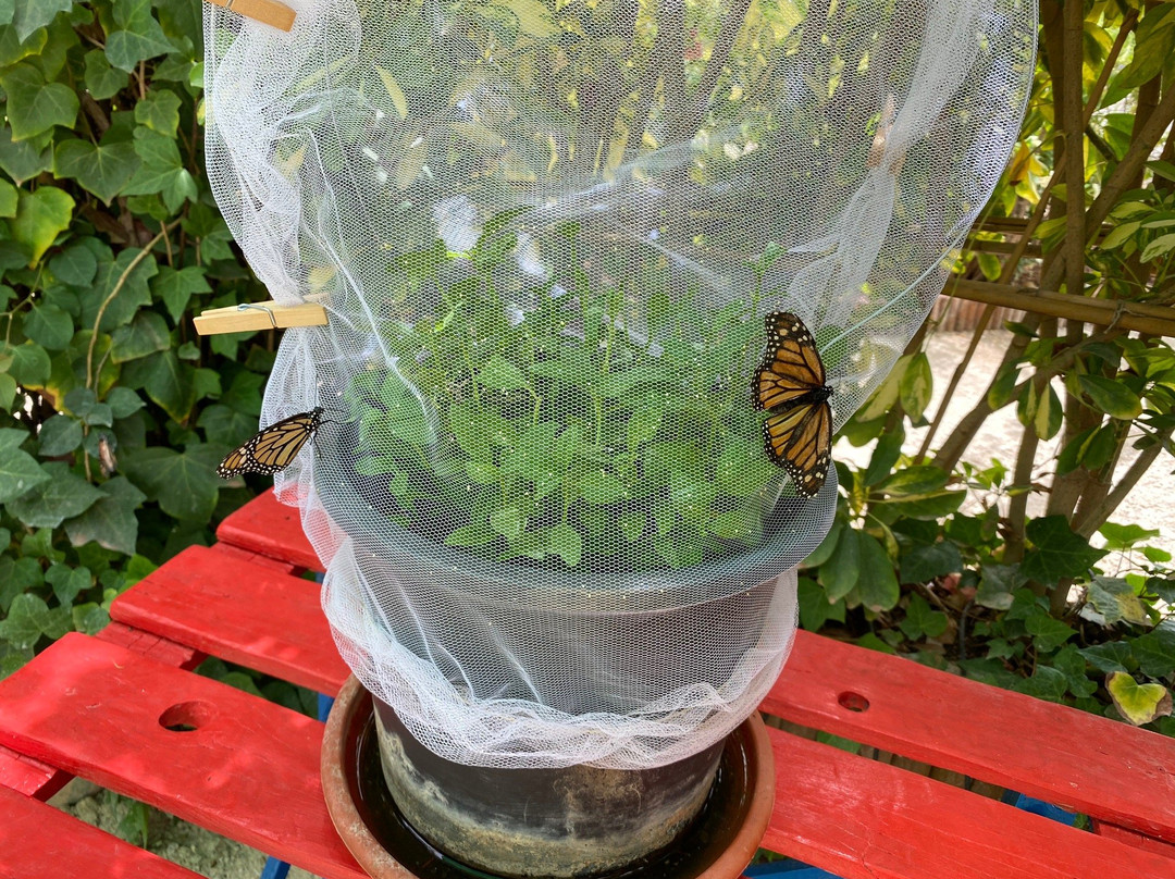 Mariposario de Nijar景点图片