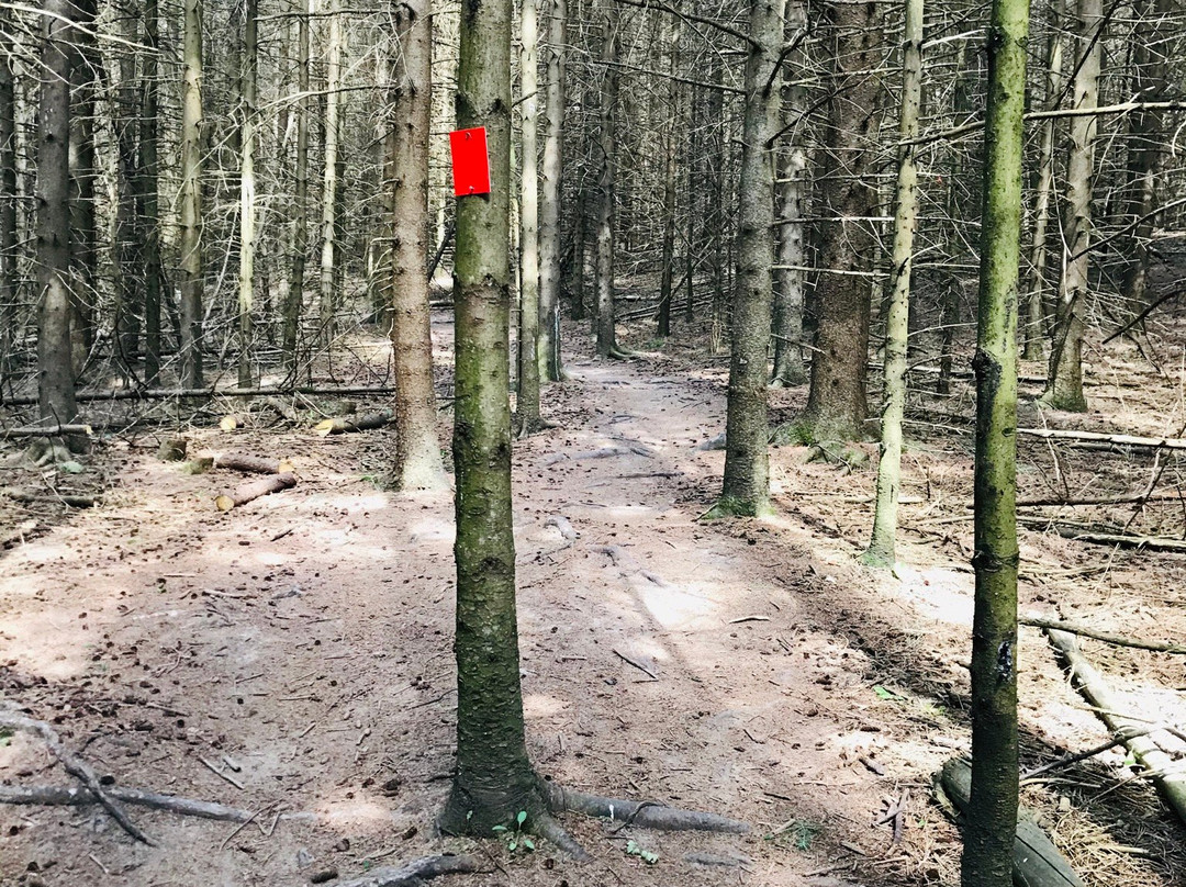 Dr. Murray's Forest Trail-圣玛丽必去景点