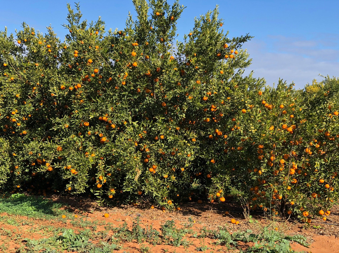 Orange World-Buronga必去景点