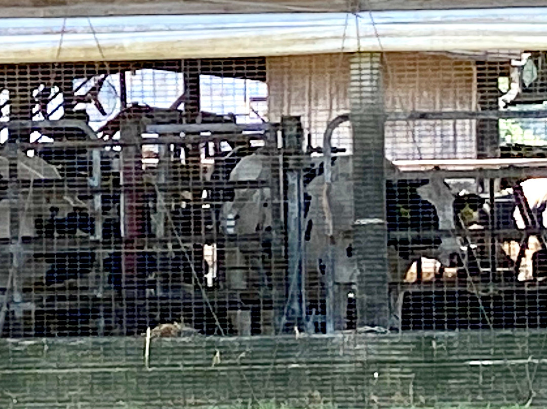 Hopkins Farm Creamery-刘易斯必去景点