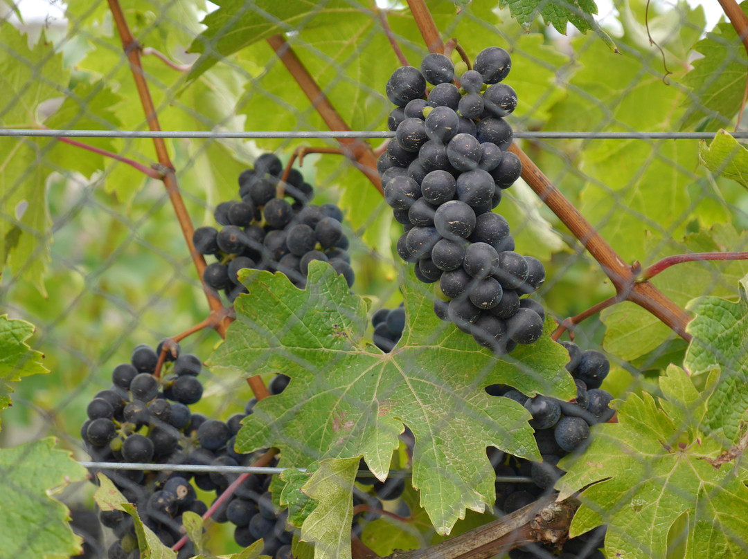 Te Motu Vineyard景点图片
