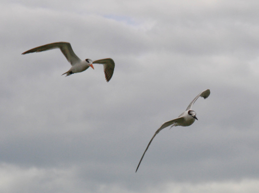 Bokeelia Fishing Pier-Bokeelia必去景点