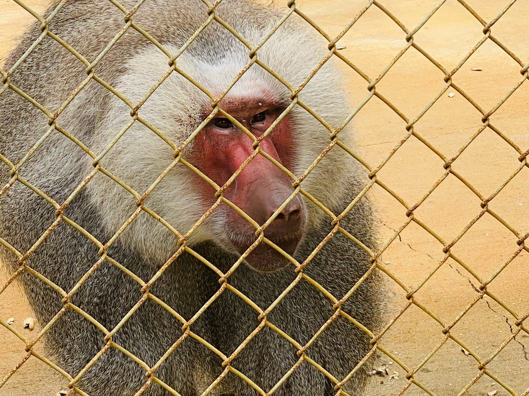 Suncoast Primate Sanctuary景点图片