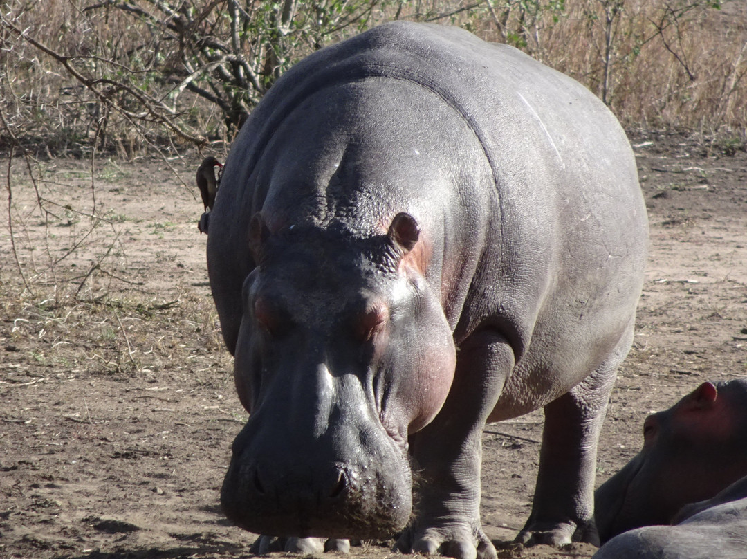 Serengeti Hippo Pool景点图片