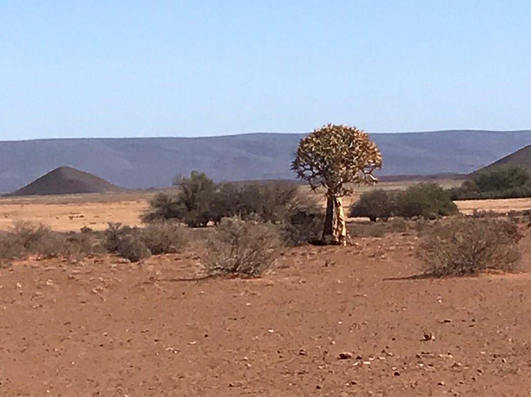Quiver Tree Forest-Nieuwoudtville必去景点