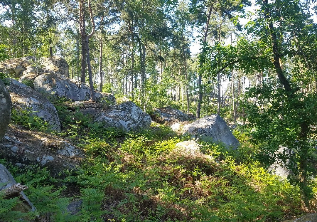 Forêt De Barbizon景点图片
