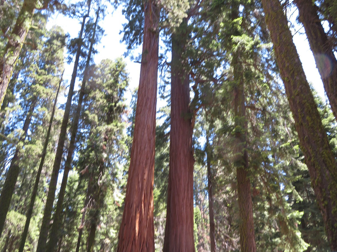 General Sherman Tree-红杉&国王峡谷国家公园必去景点