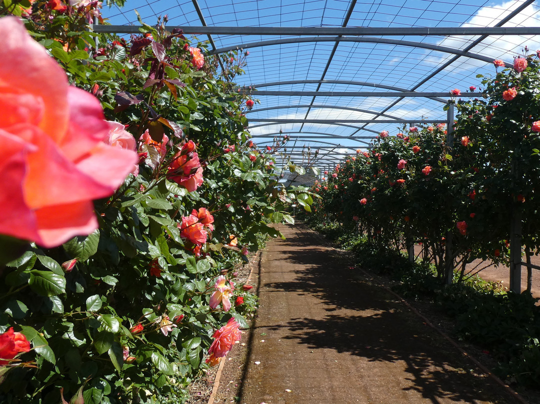 National Rose Garden景点图片